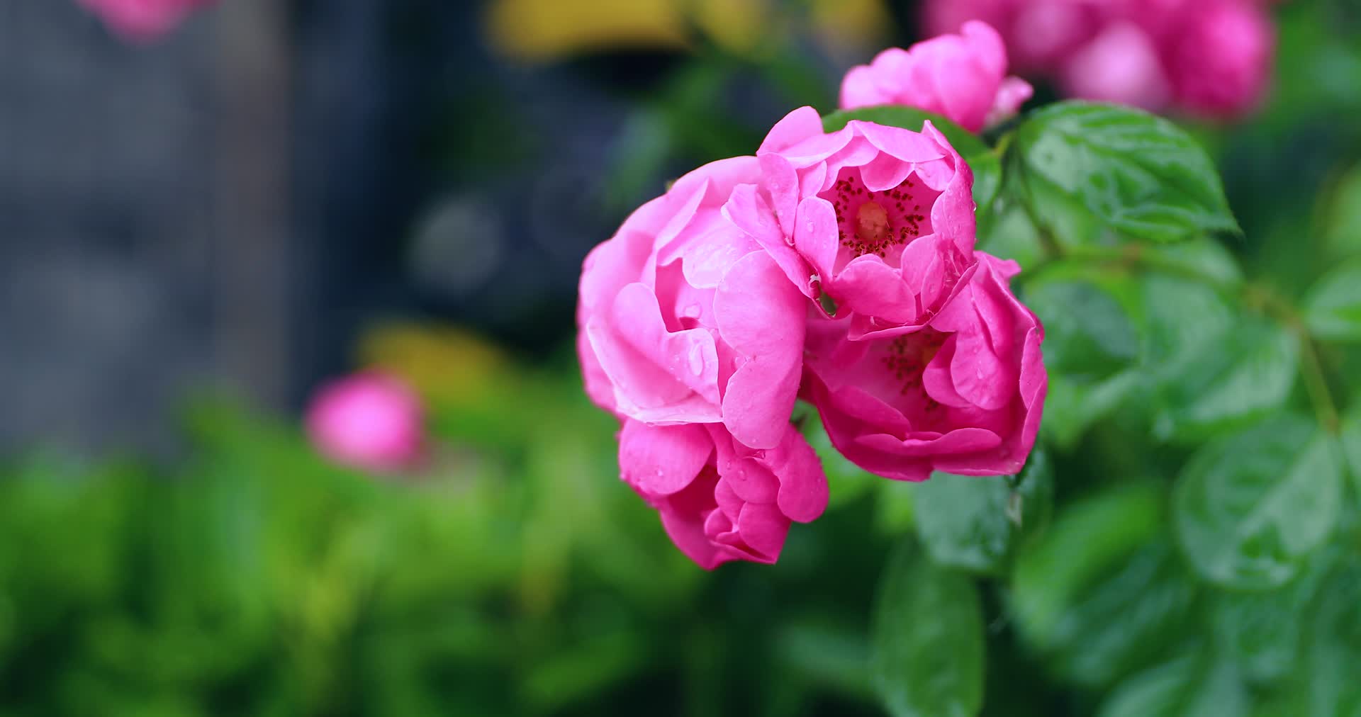4K唯美娇艳雨中玫瑰花月季花盛开视频的预览图