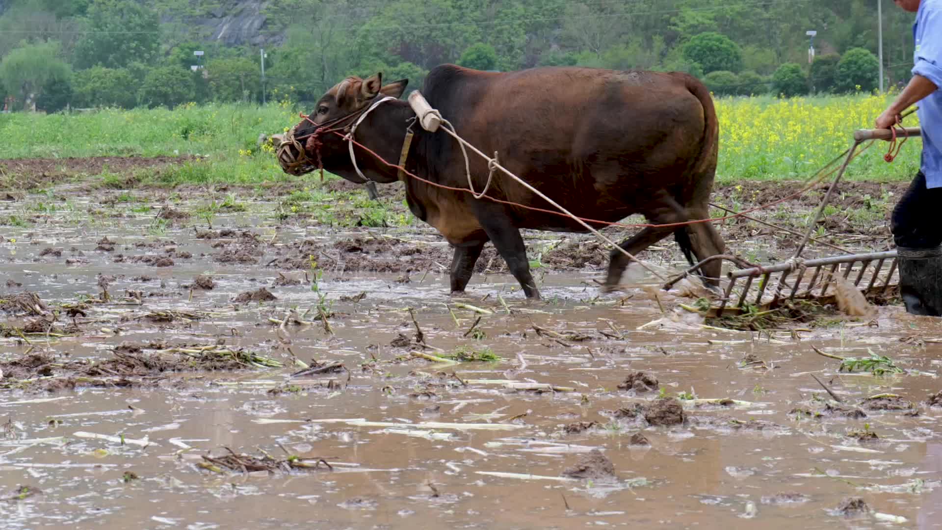 农村传统农耕视频的预览图