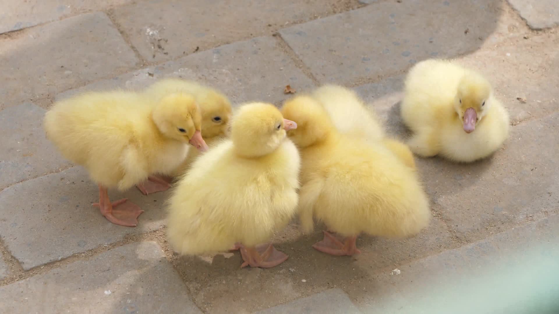 小鸭小鸡小鹅黄鸭子养殖小黄鸭视频的预览图