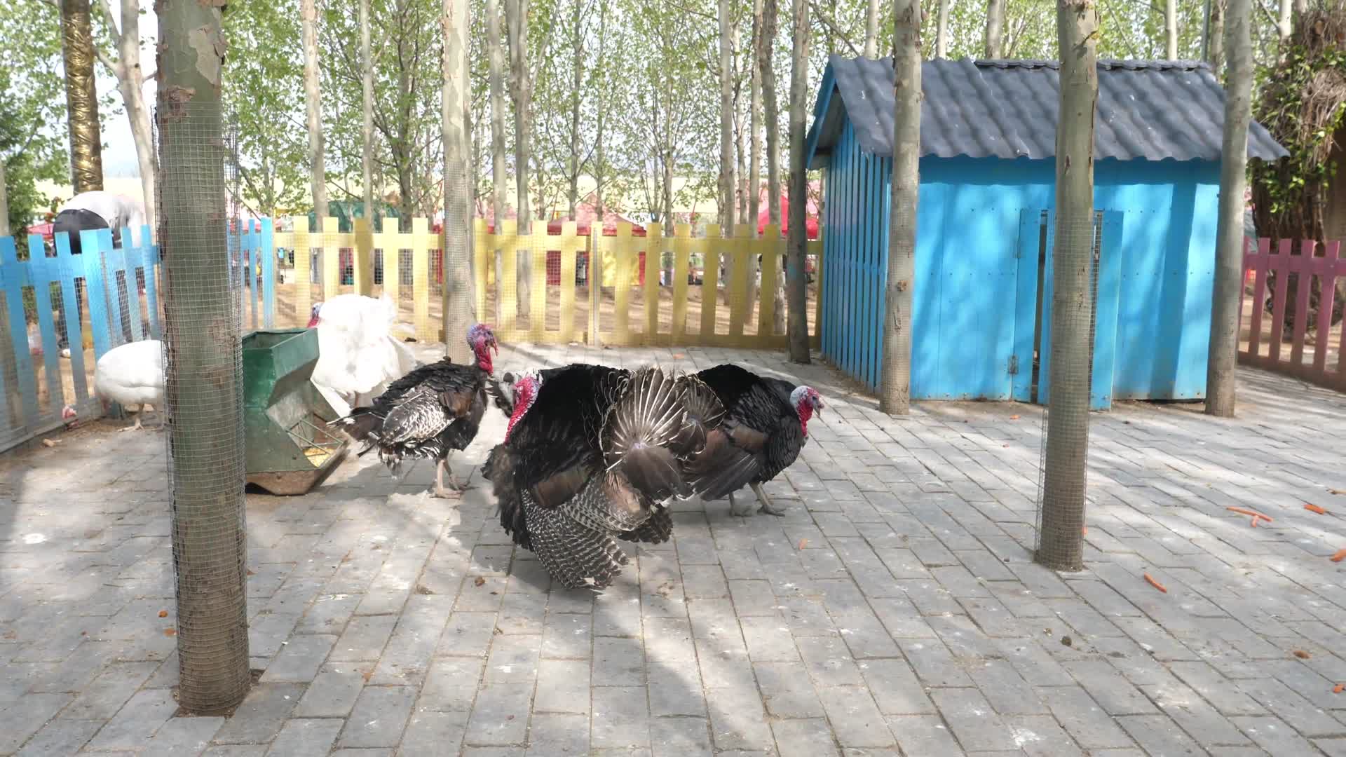 火鸡元宝鸡红冠子鸡走地鸡鸡视频的预览图