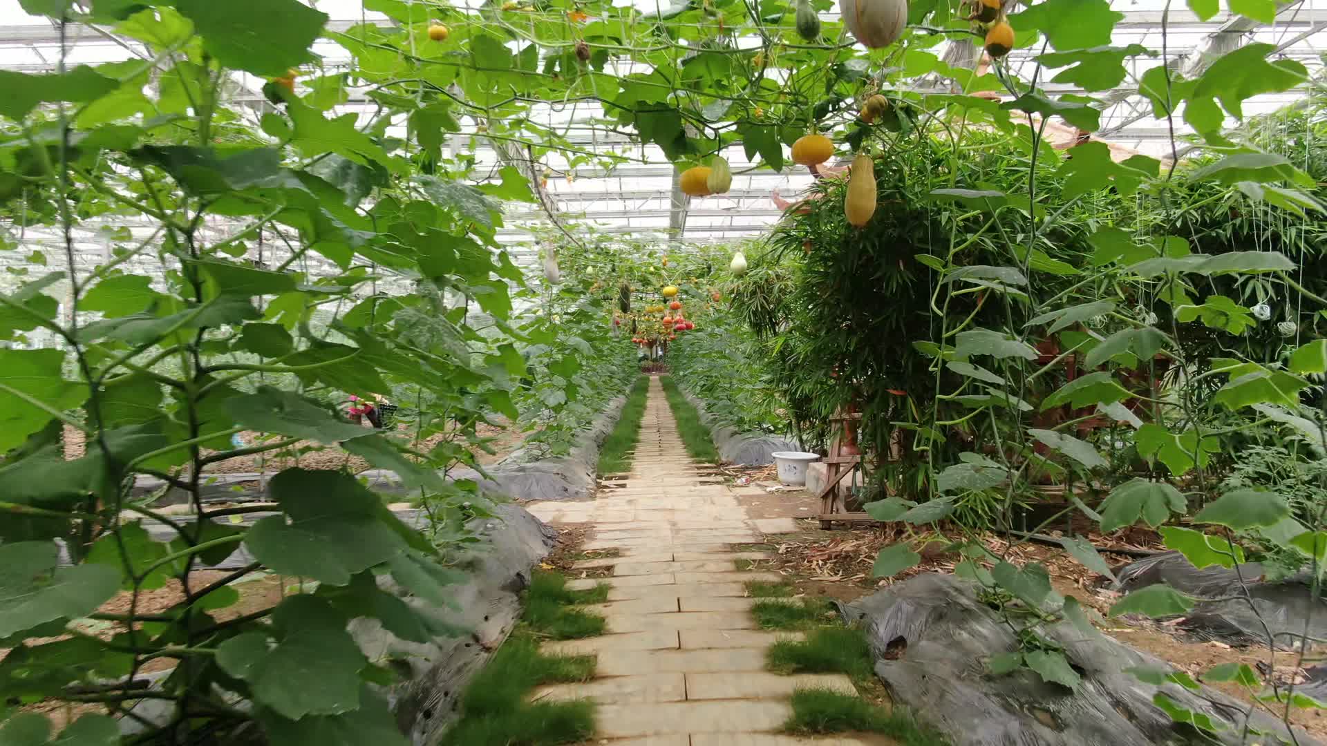 大棚有机蔬菜农业种植视频的预览图