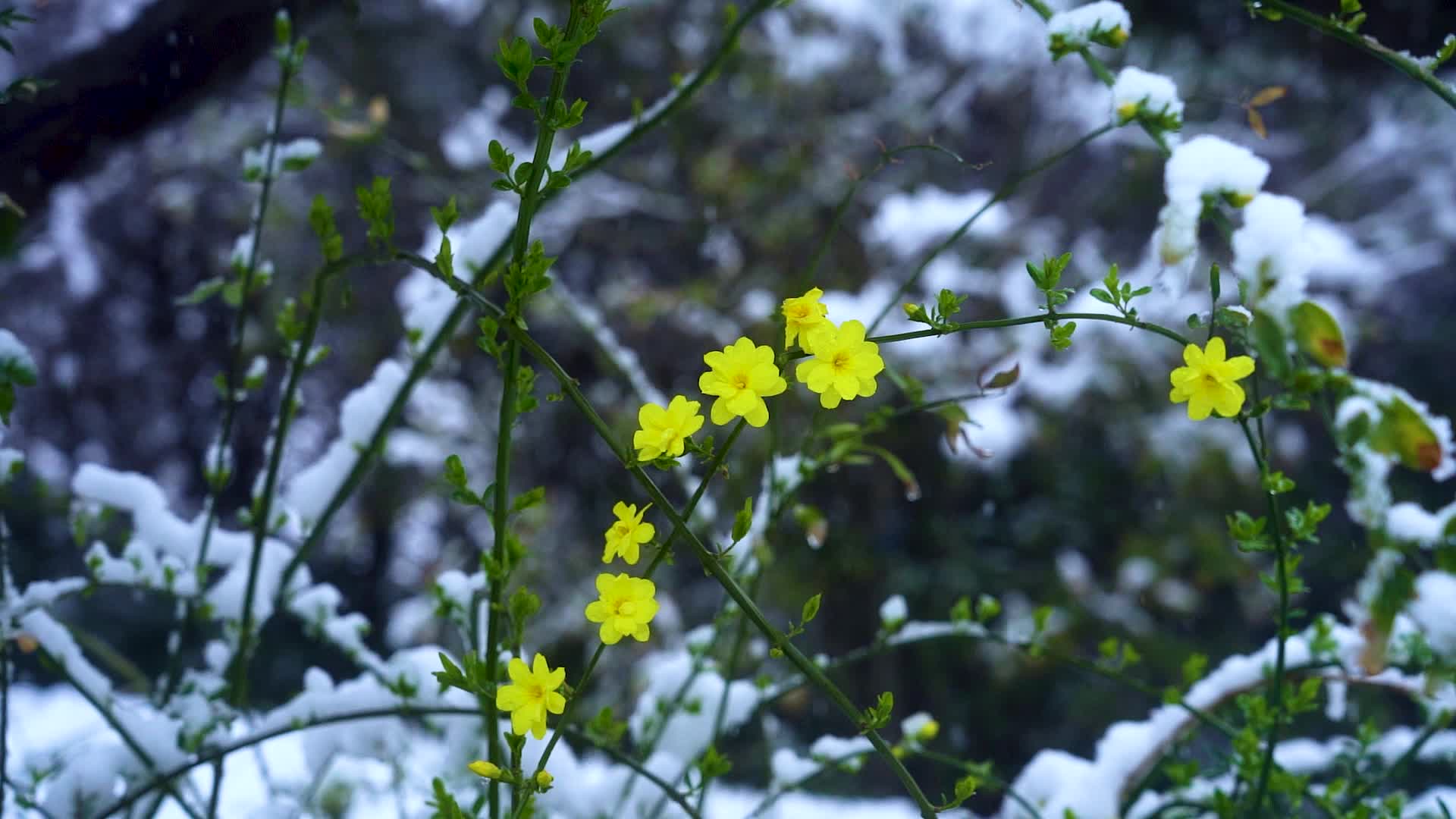 唯美雪中迎春花盛开视频的预览图