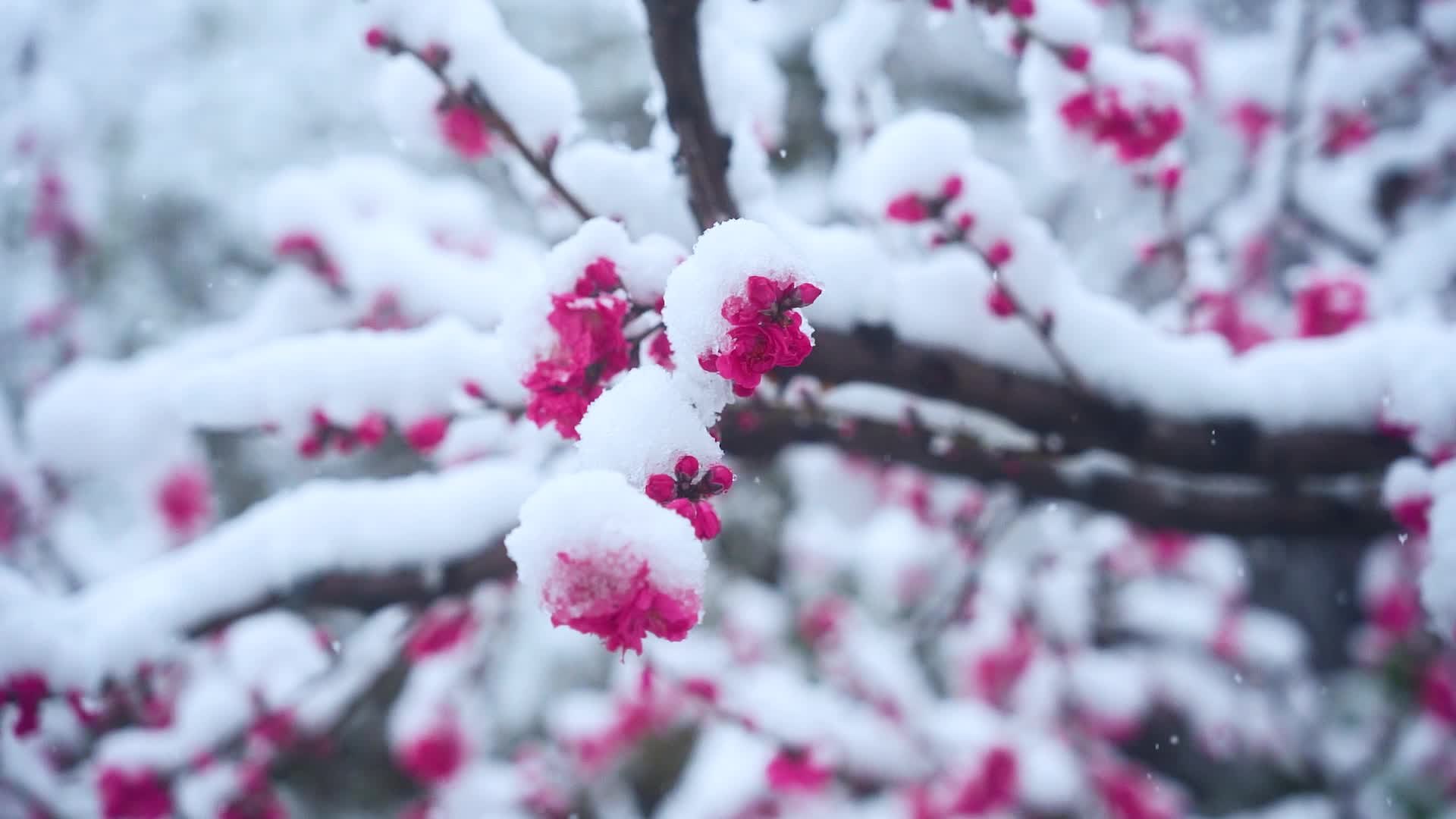 唯美雪中腊梅盛开桃花视频的预览图