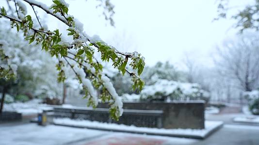 唯美春季下雪大雪枝头风景视频的预览图
