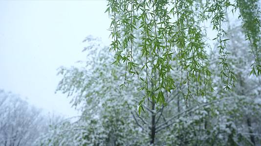 4K唯美雨雪中垂柳树枝视频的预览图