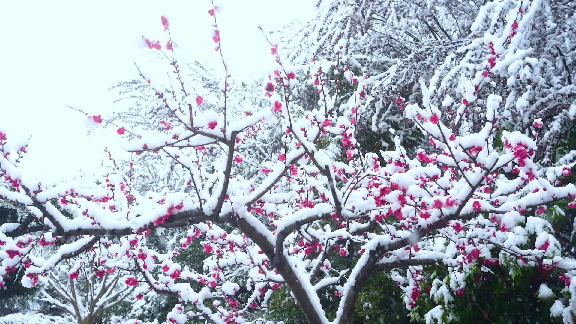 唯美雪中桃花梅花盛开慢镜头视频的预览图