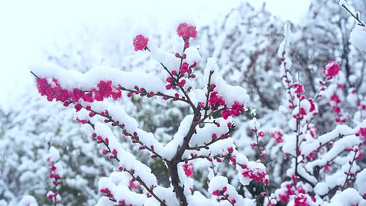 唯美雪中桃花一枝梅盛开视频的预览图
