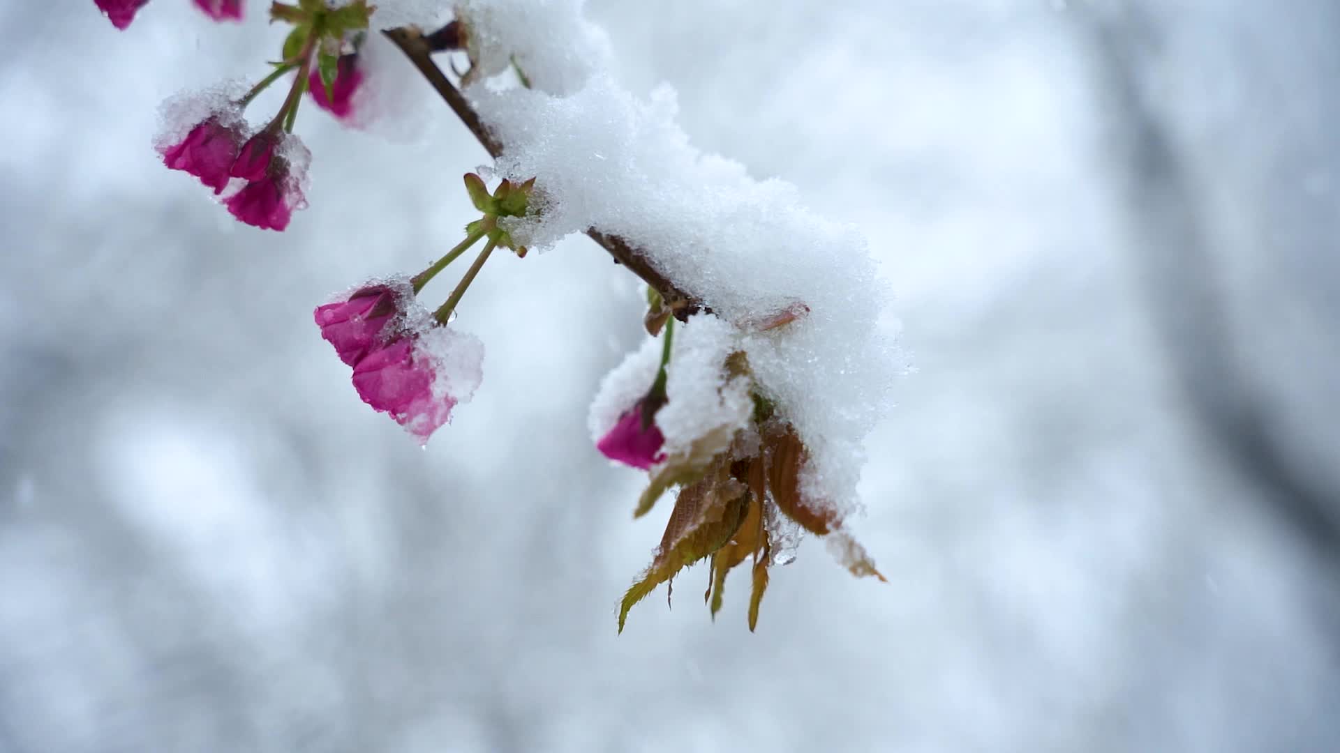 唯美风雪中海棠花争艳盛开视频的预览图