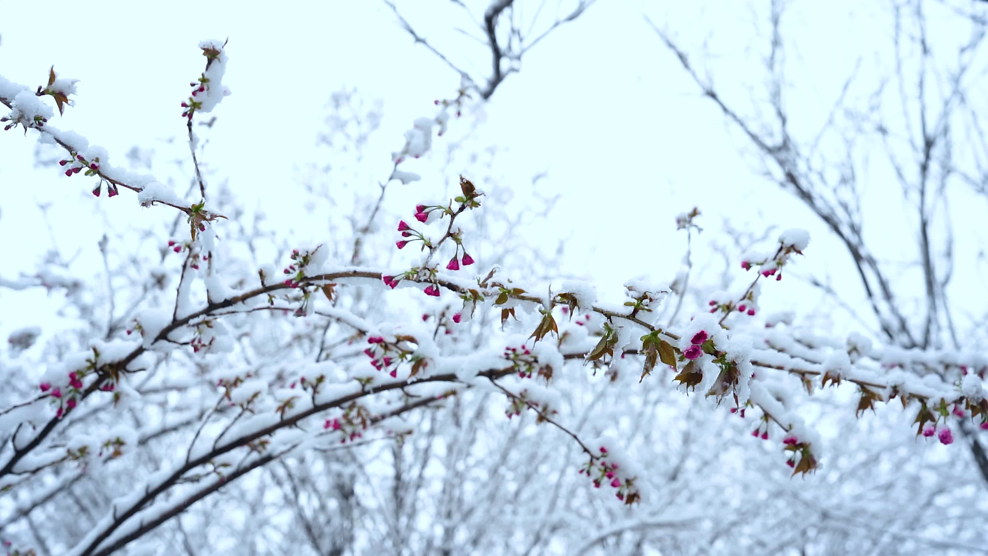 唯美雪中海棠花盛开大雪压枝头视频的预览图