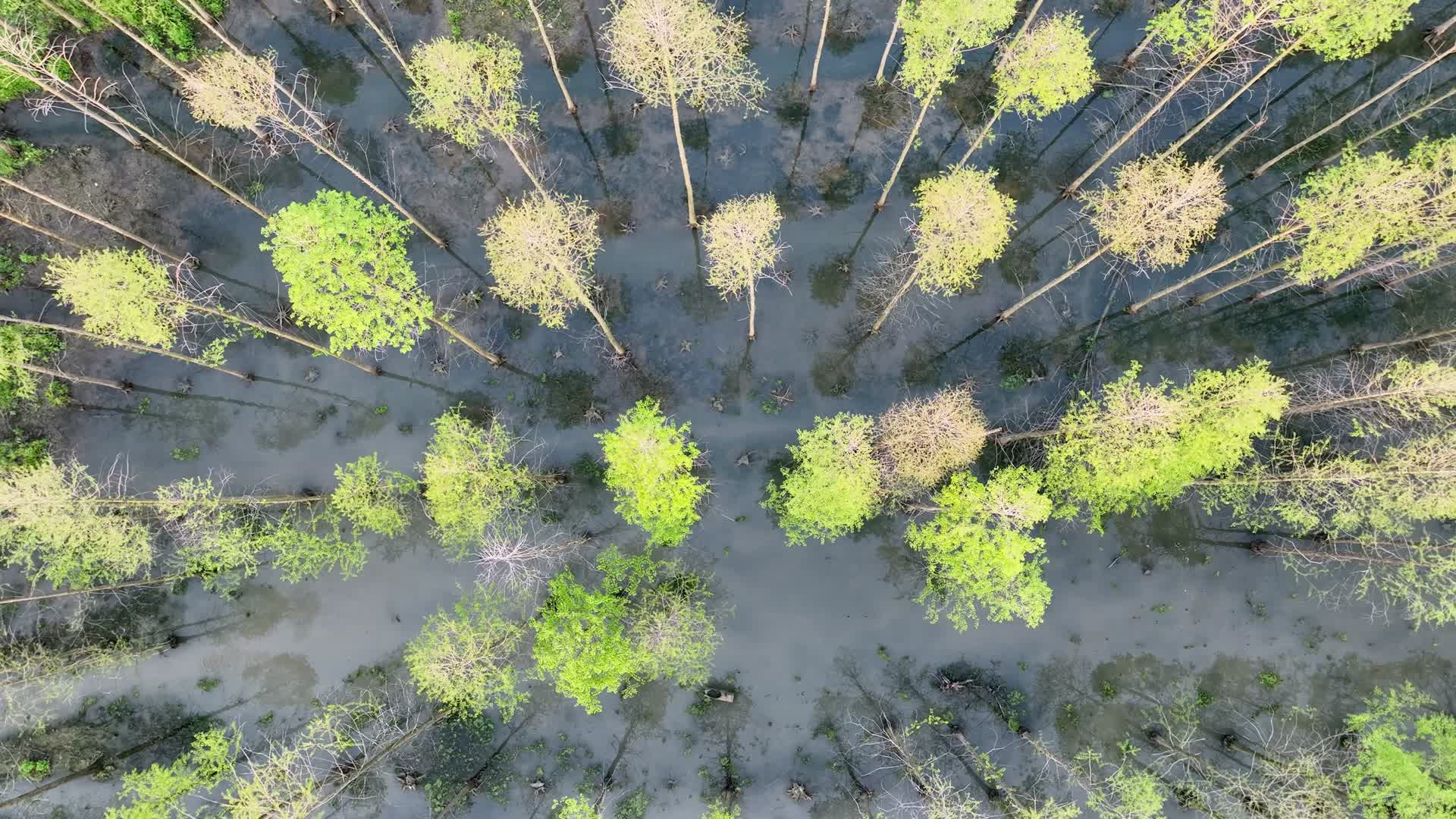 上海金山花开海上生态园金山新农村4K航拍视频的预览图