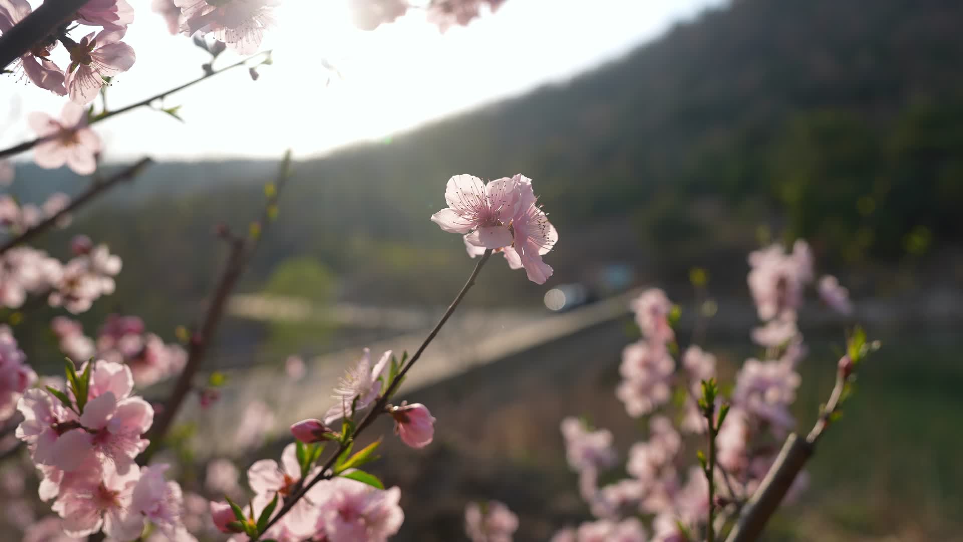 山里的桃花视频的预览图