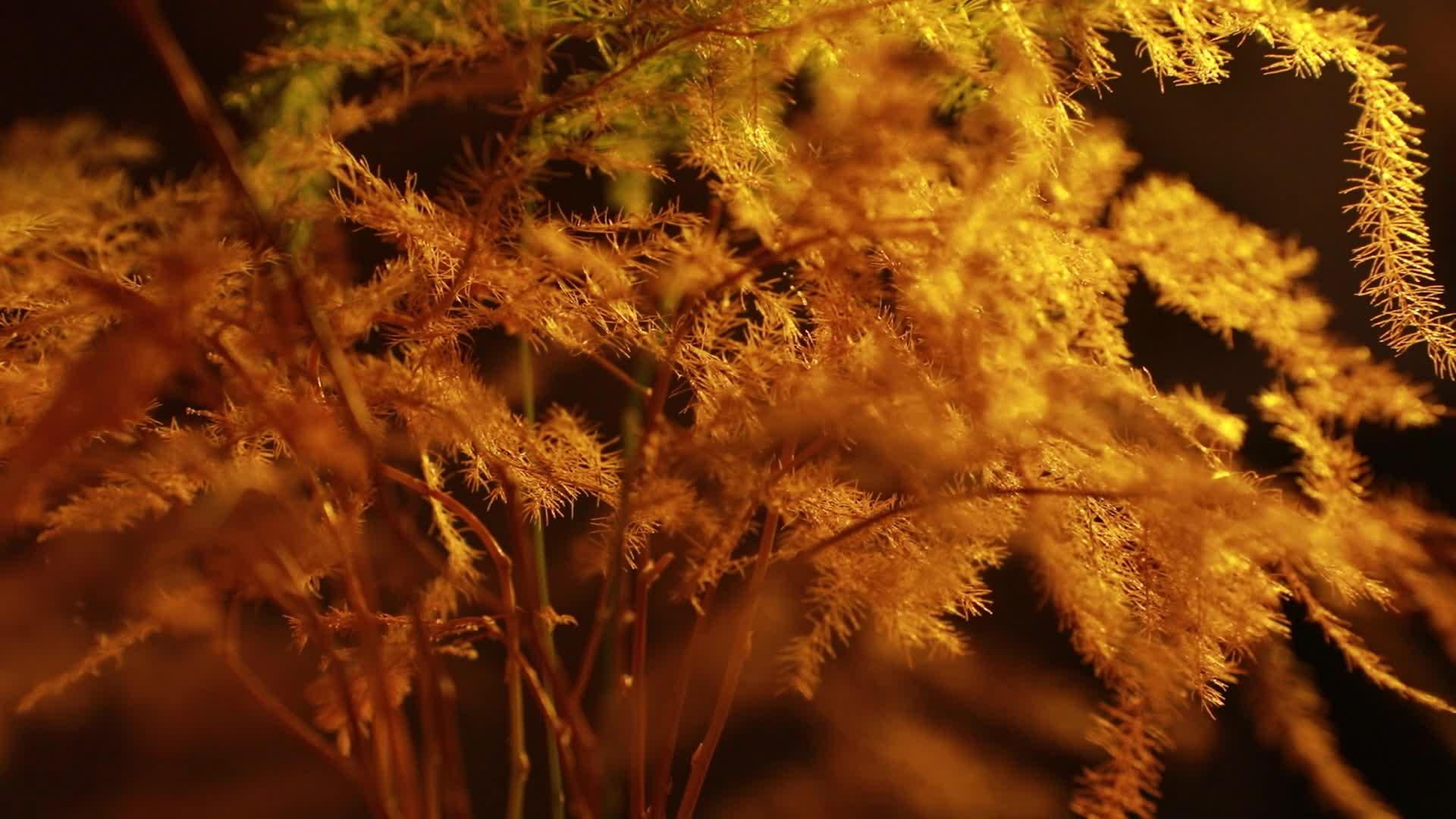 发光的树孤独感视频的预览图
