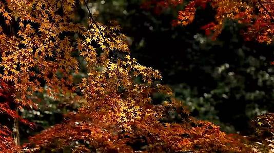 枫叶自然风景视频的预览图