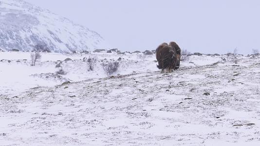 雪山雄性牦牛争斗寒冷高原视频的预览图