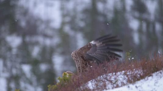 雄鹰风雪中起飞视频的预览图