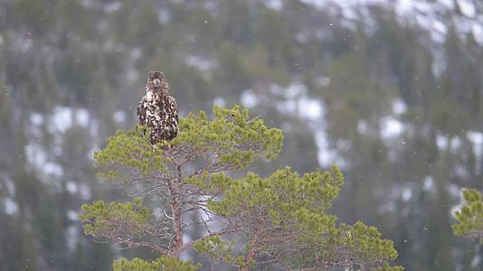 雄鹰冬季树梢站立巡视视频的预览图