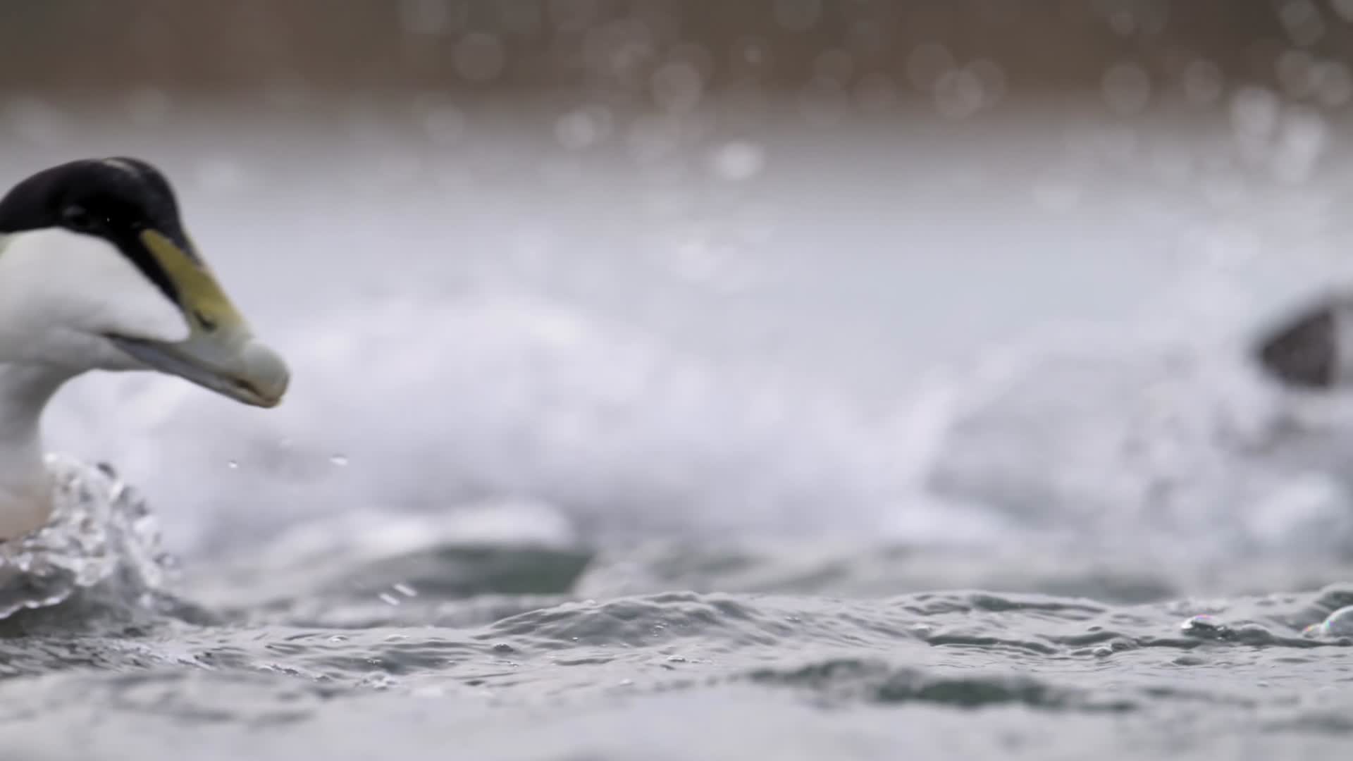 野鸭水中觅食慢镜头唯美特写视频的预览图