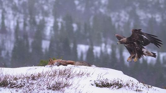 雄鹰捕食狐狸雪中进食视频的预览图