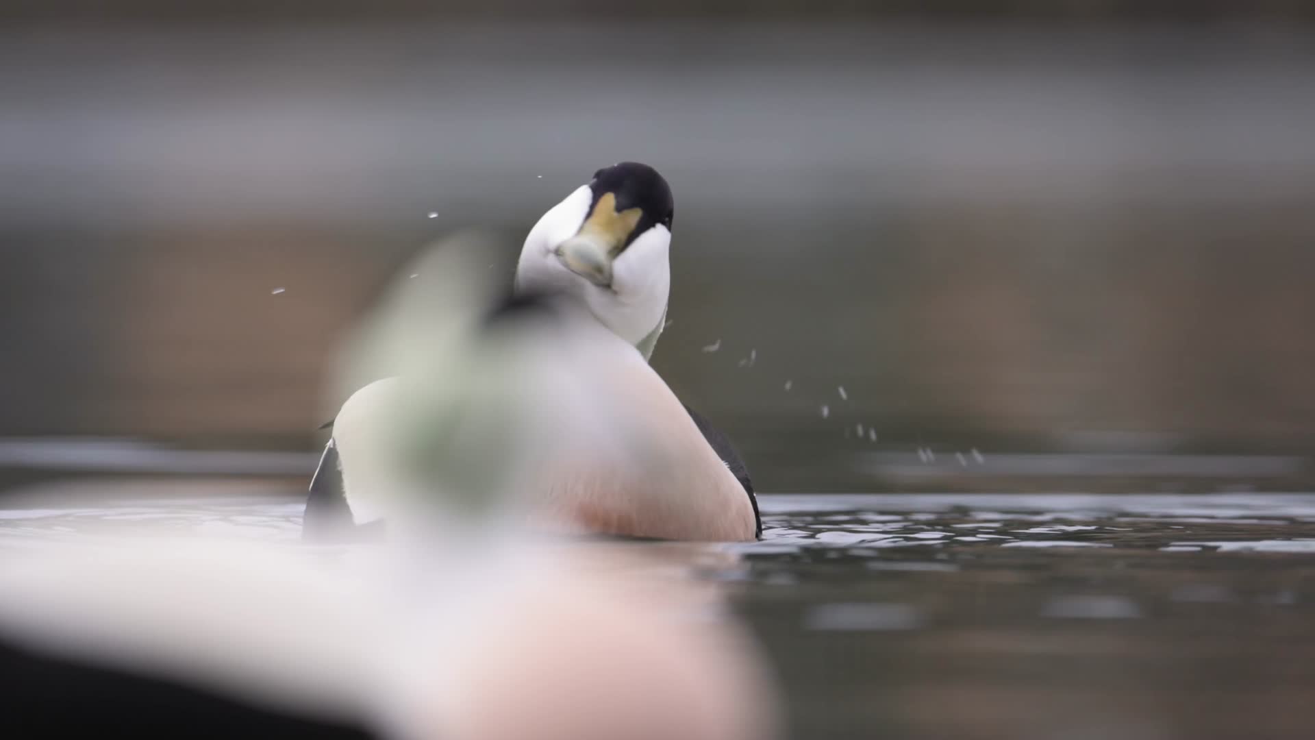 野鸭水中觅食慢镜头唯美特写视频的预览图