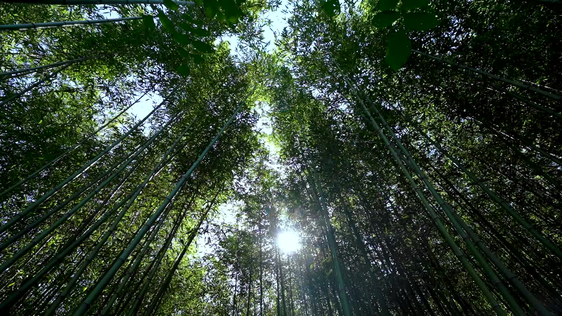 唯美竹林竹子风景视频的预览图