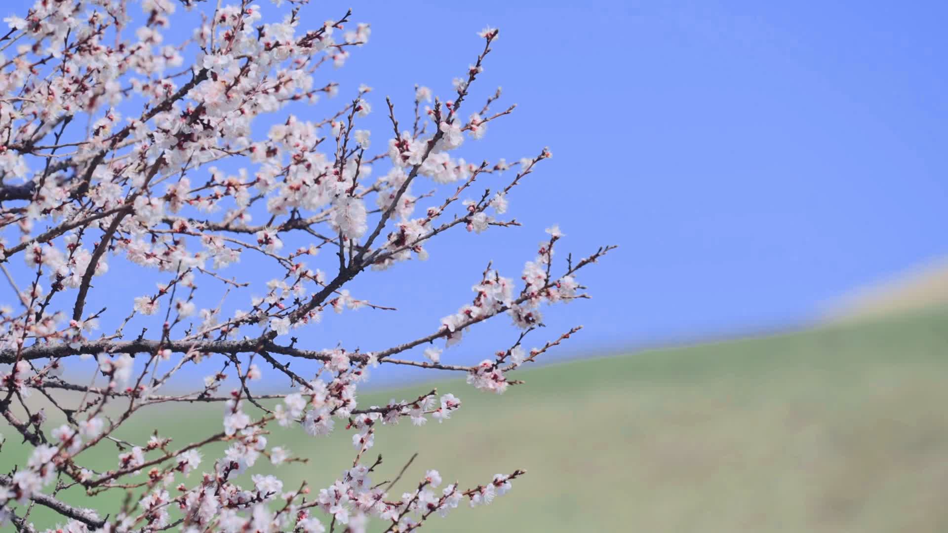 春季杏花实拍镜头合集视频的预览图