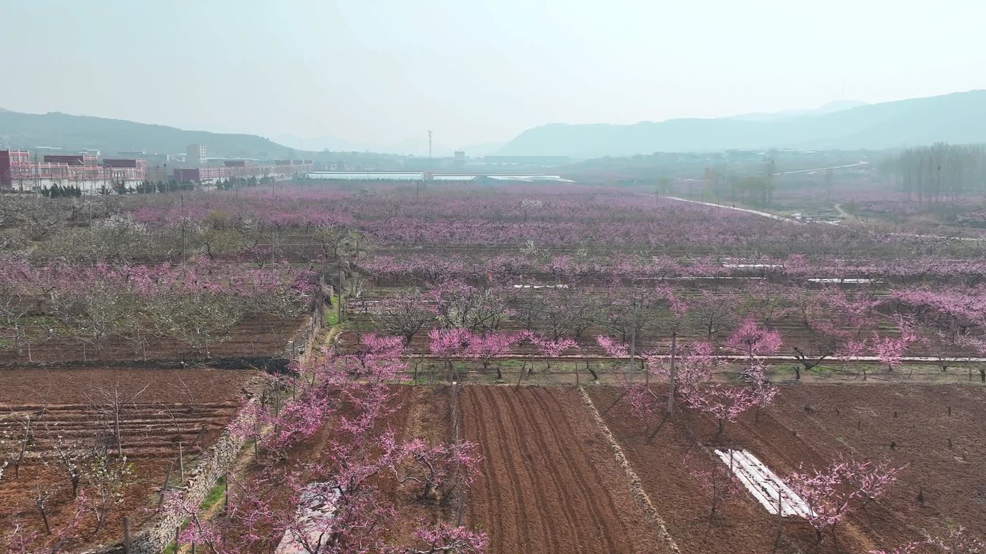 大片的桃花林视频的预览图