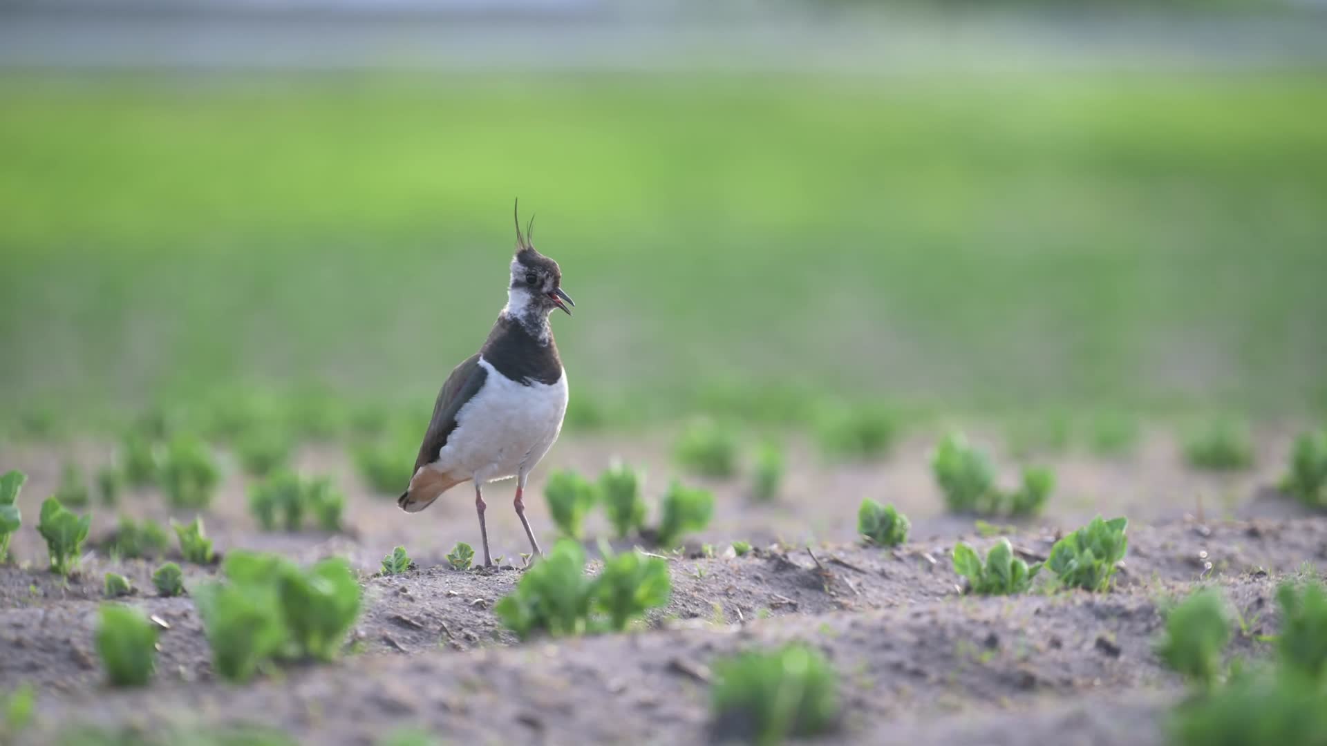 春季草丛小鸟觅食视频的预览图