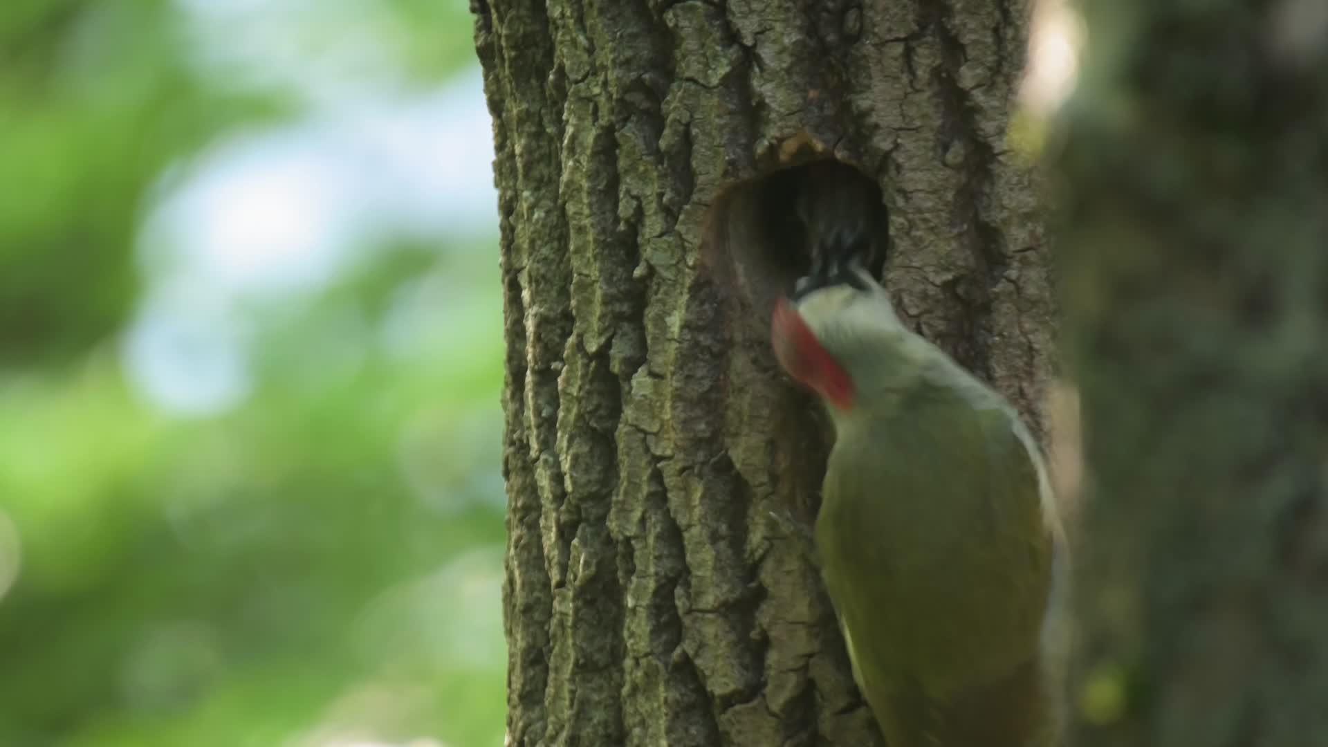 啄木鸟喂食幼鸟树洞鸟窝视频的预览图