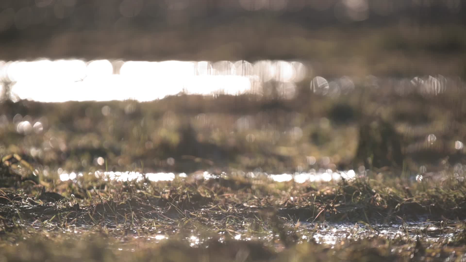 秋季湿地滩涂水鸟觅食视频的预览图