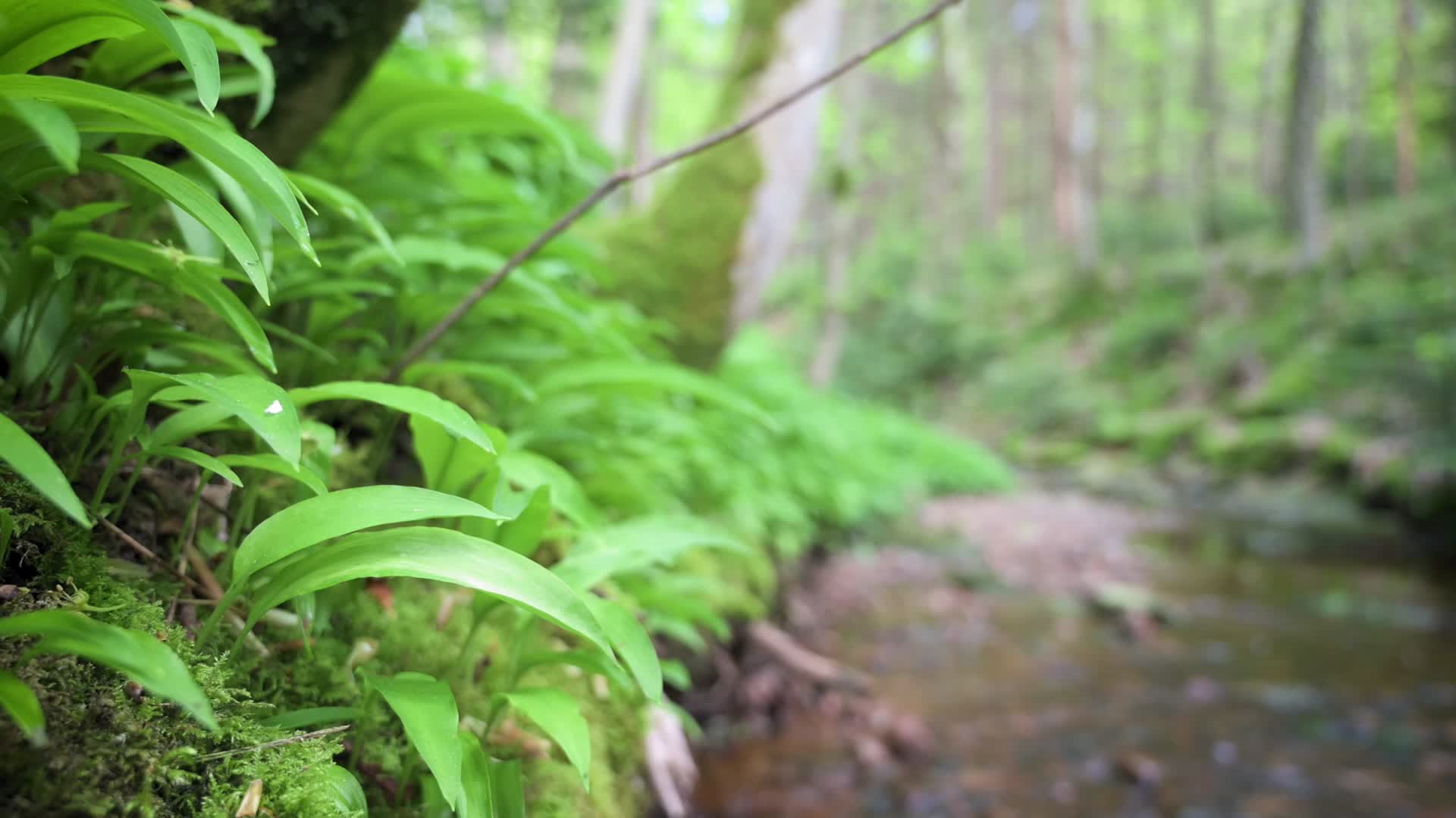 森林阳光溪流植被树叶生机勃勃视频的预览图