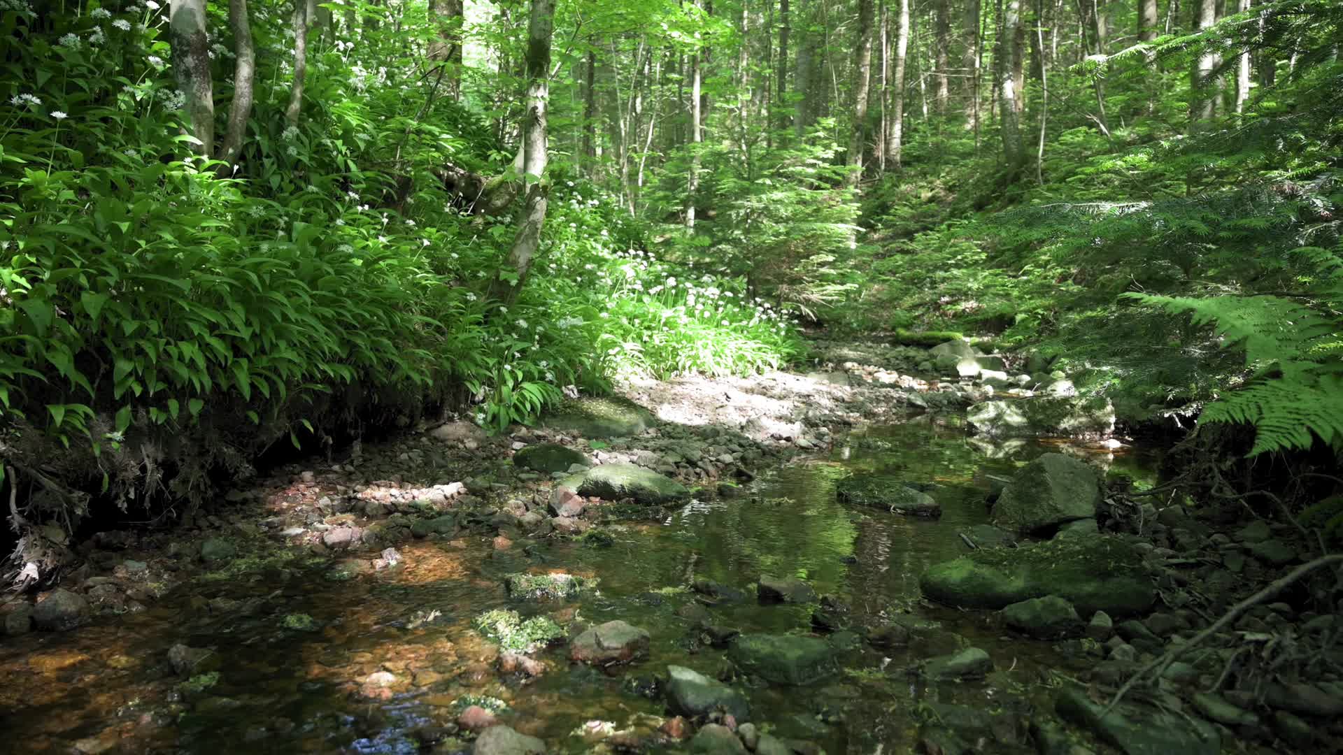 森林阳光溪流植被潺潺流水视频的预览图