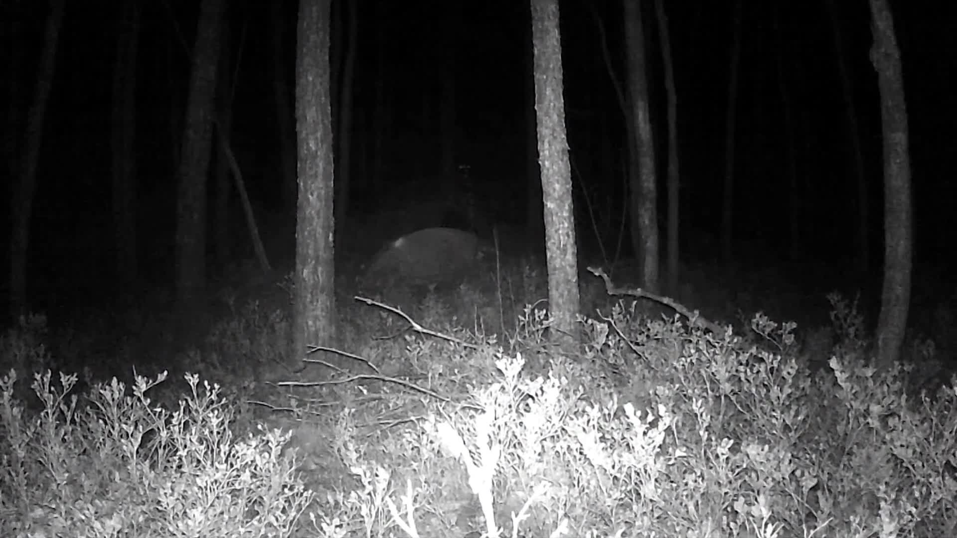 夜晚森林动物监视器视频的预览图