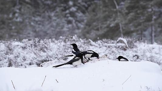 冬季森林雪地喜鹊小鸟觅食进食视频的预览图