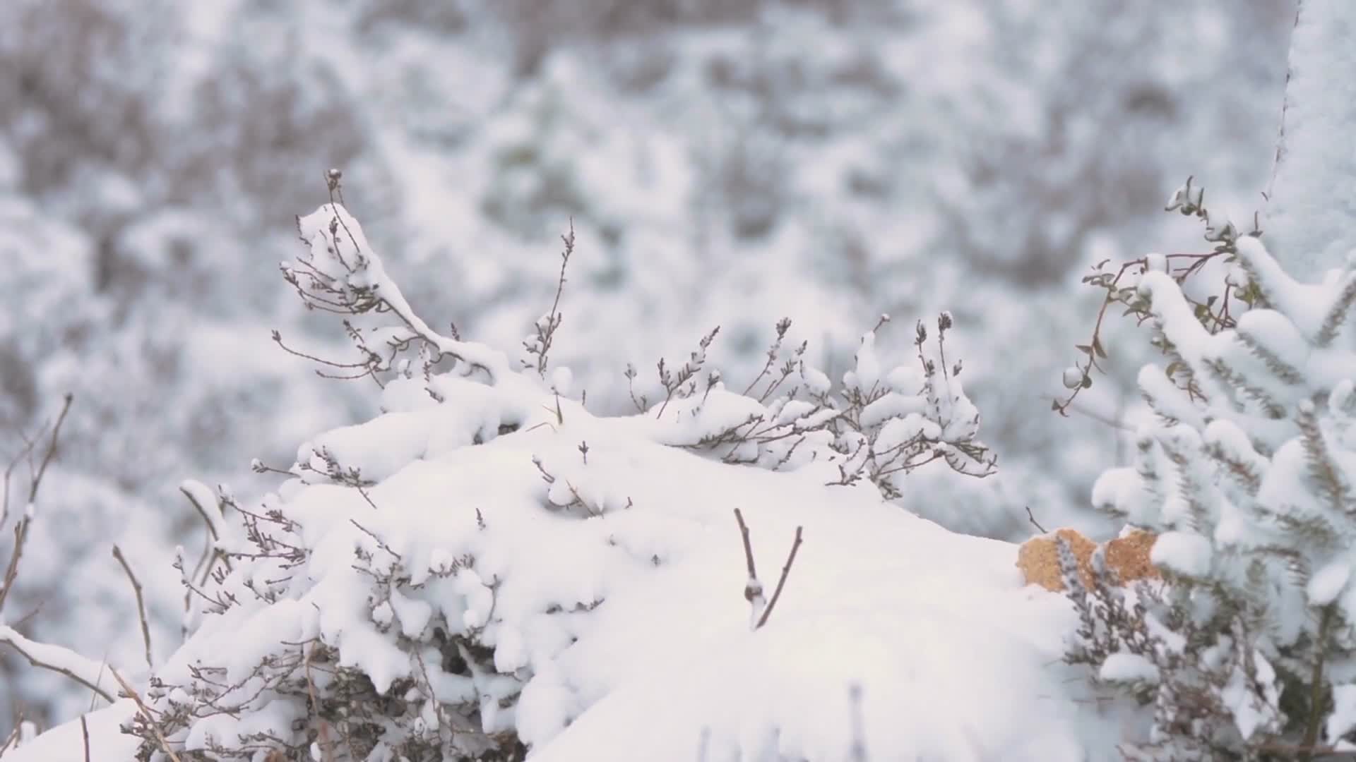 寒冷冬季森林雪景白雪皑皑视频的预览图