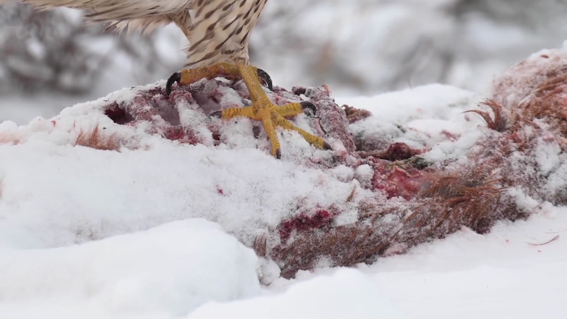 冬季雪地鹰隼捕食进食视频的预览图