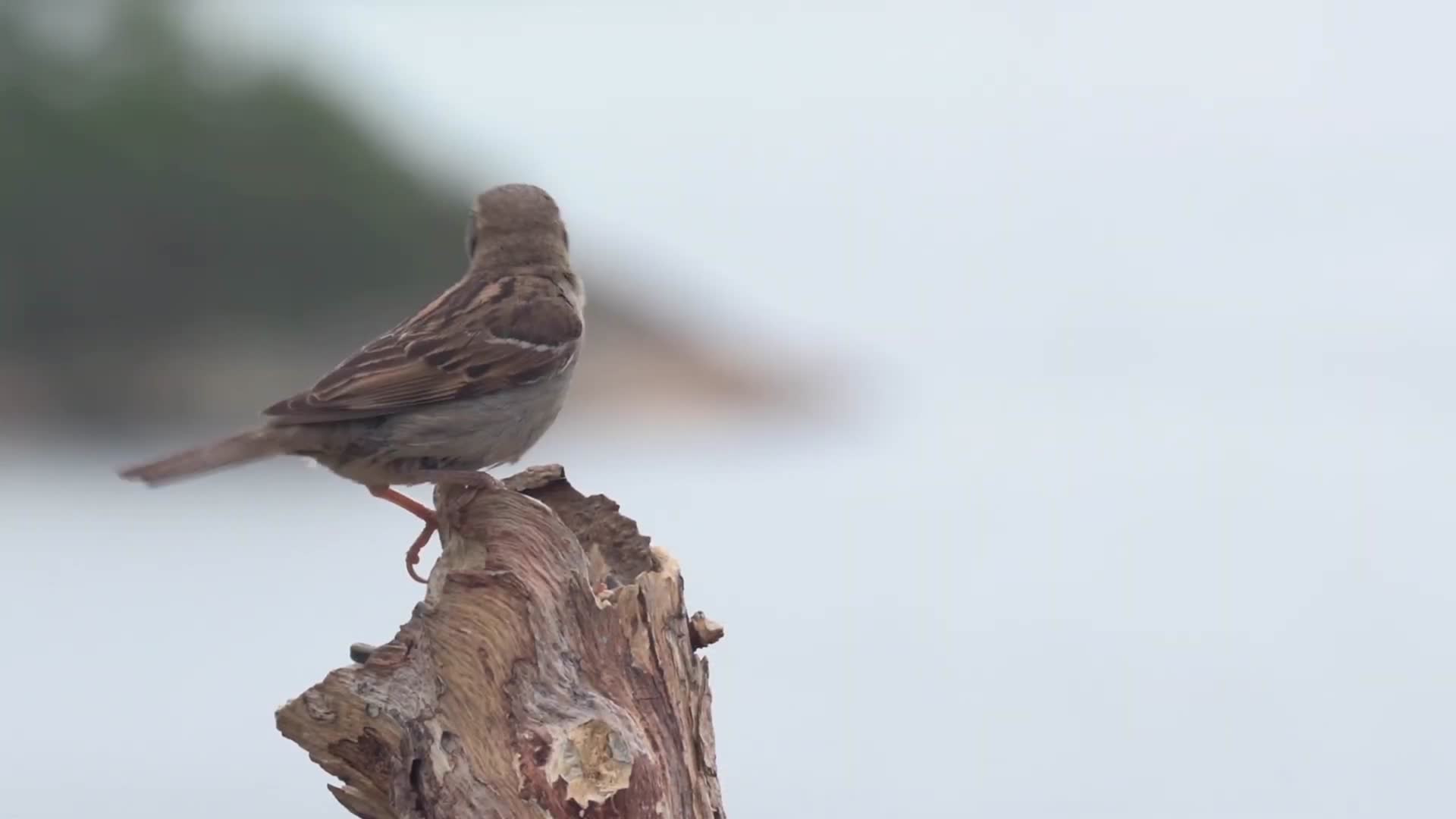 麻雀小鸟枝头觅食进食视频的预览图