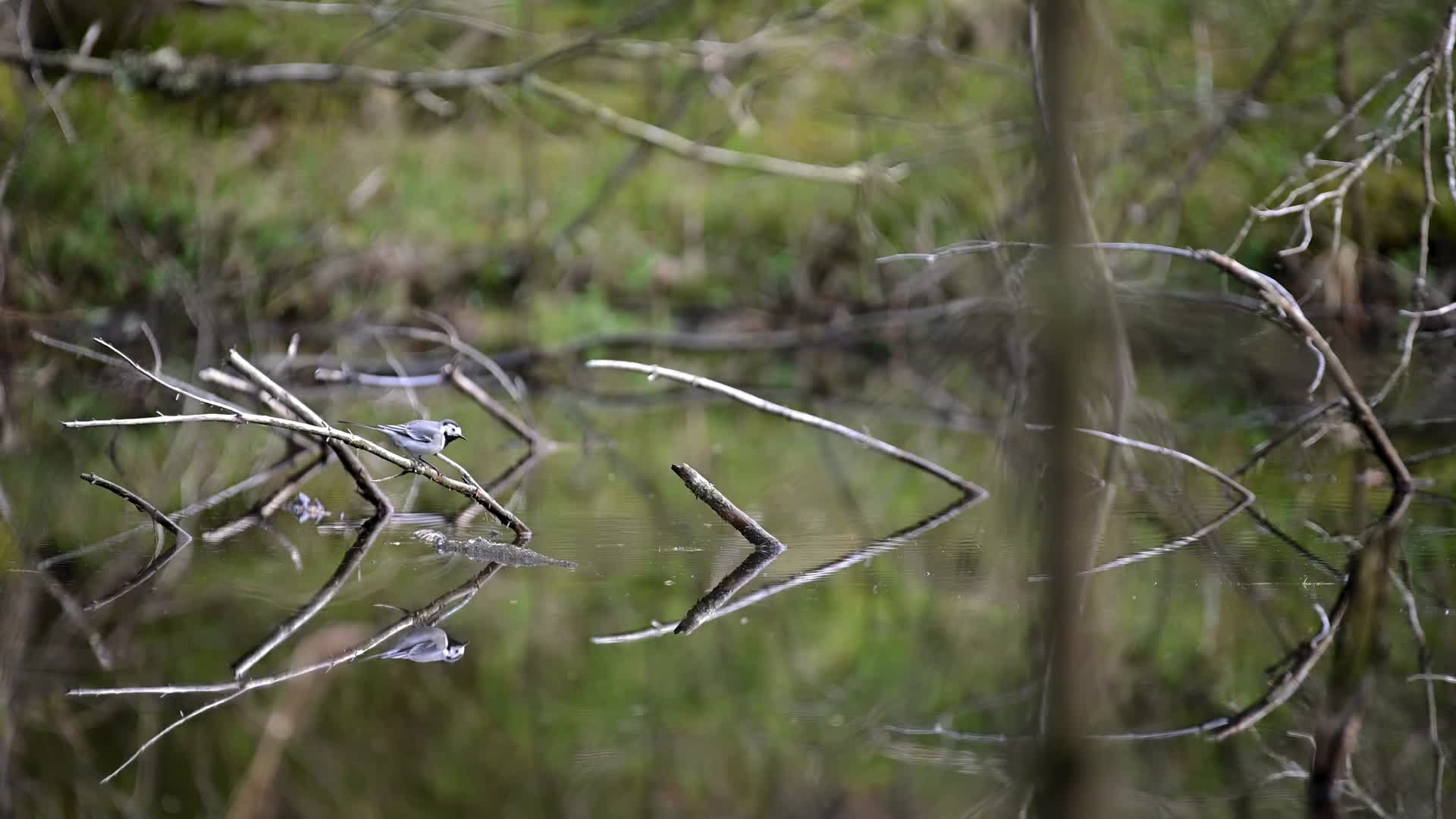 湖面树枝小鸟觅食视频的预览图