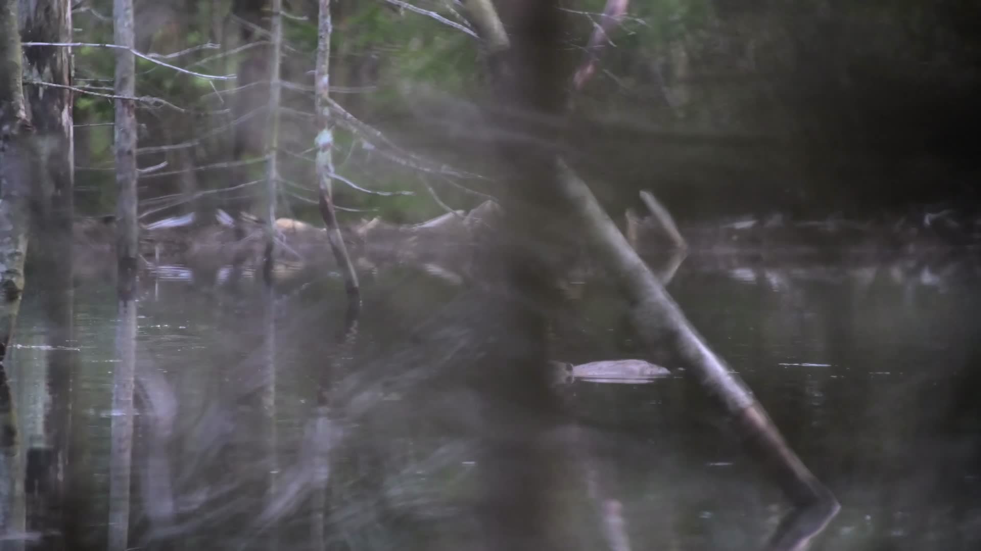 河狸海狸游泳寻找木头觅食视频的预览图