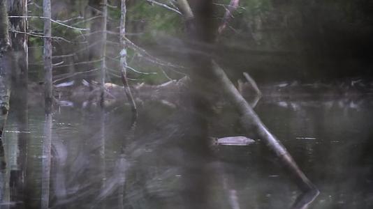 河狸海狸游泳寻找木头觅食视频的预览图