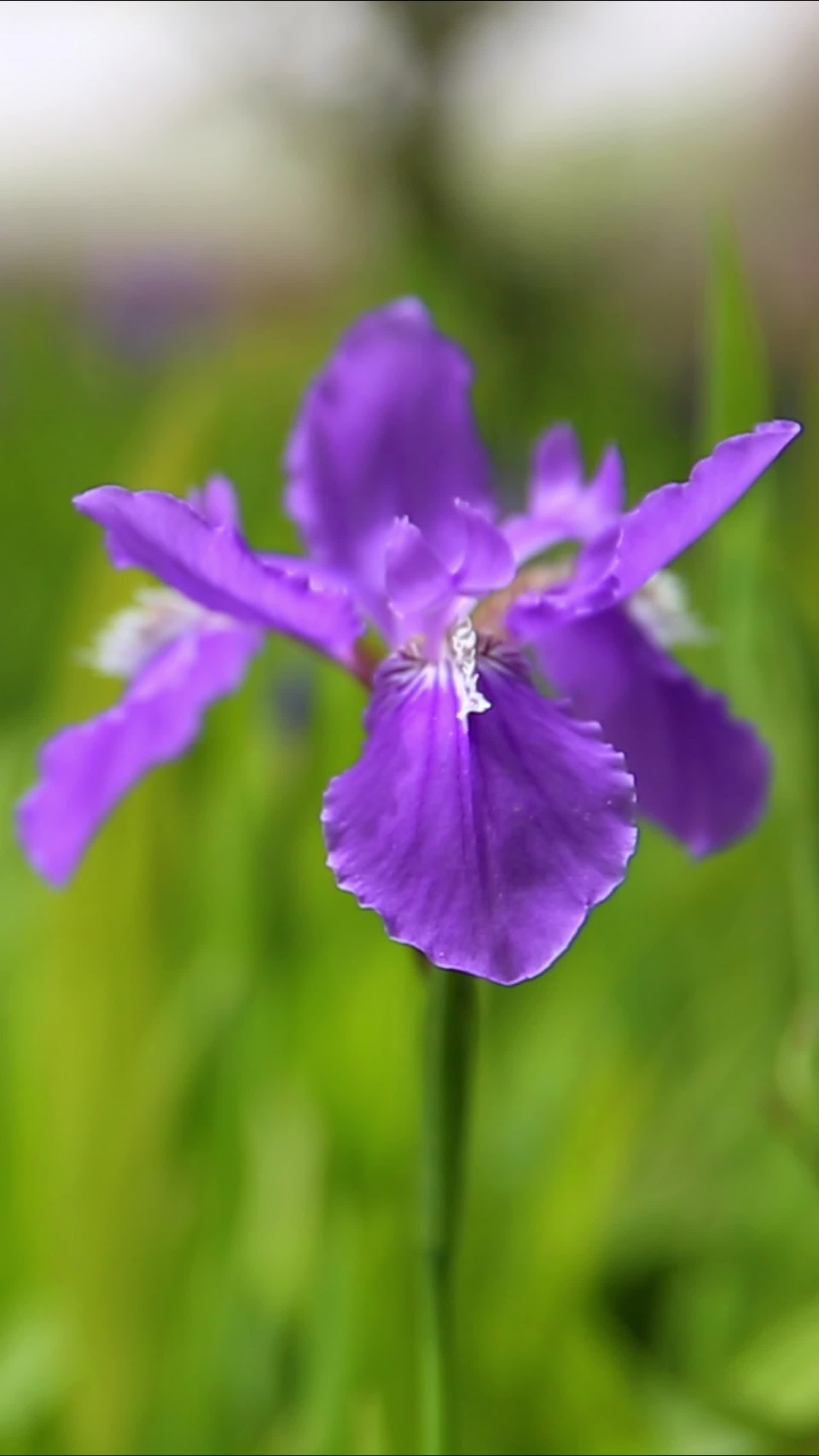 紫色的花朵鸢尾花视频的预览图