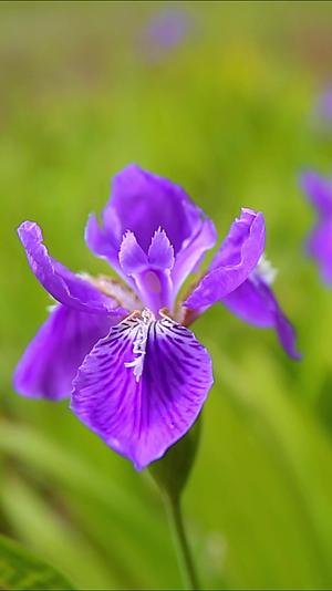 花草世界鸢尾花紫色花朵视频的预览图