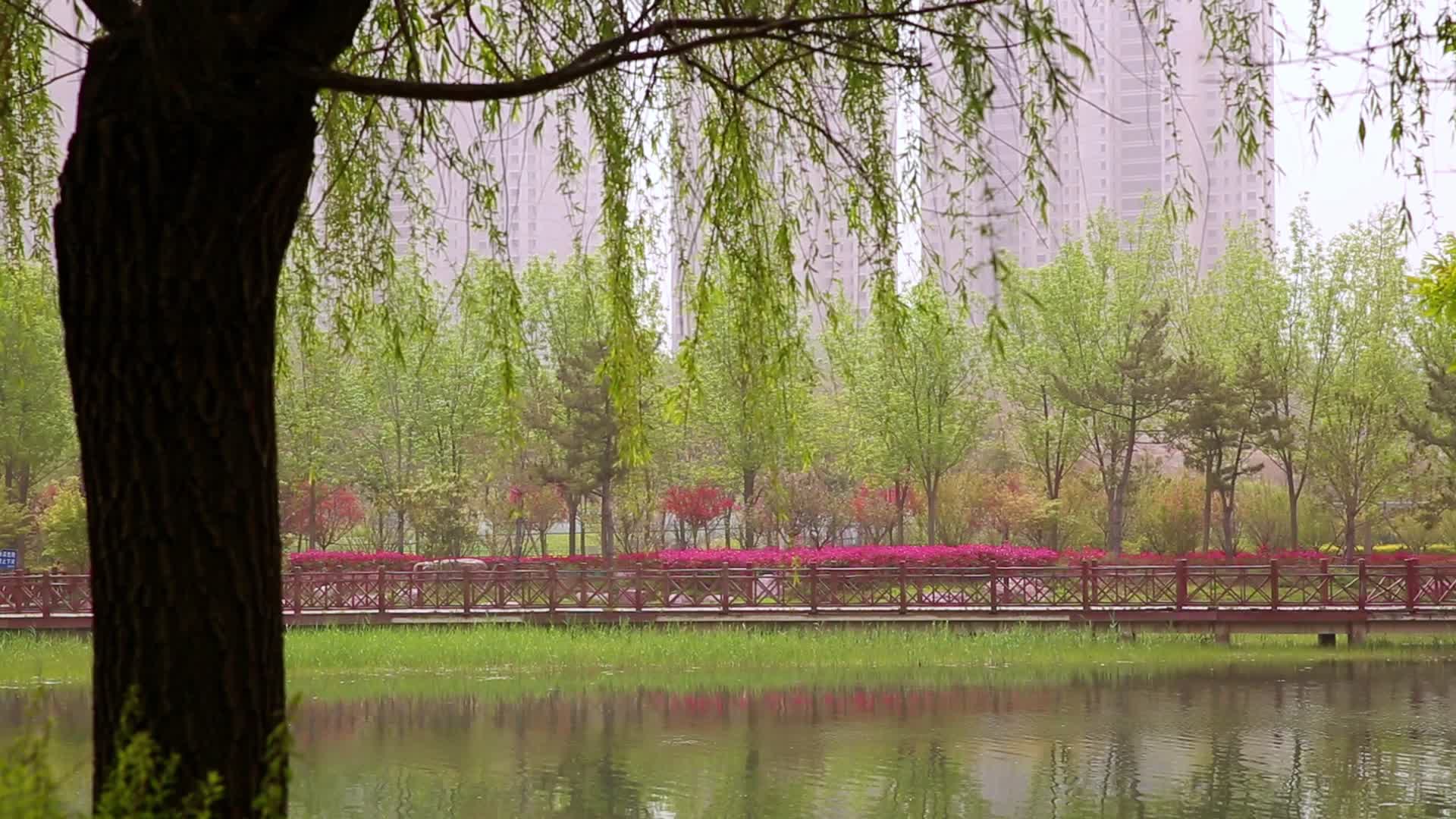 湖水绿植自然风景视频的预览图