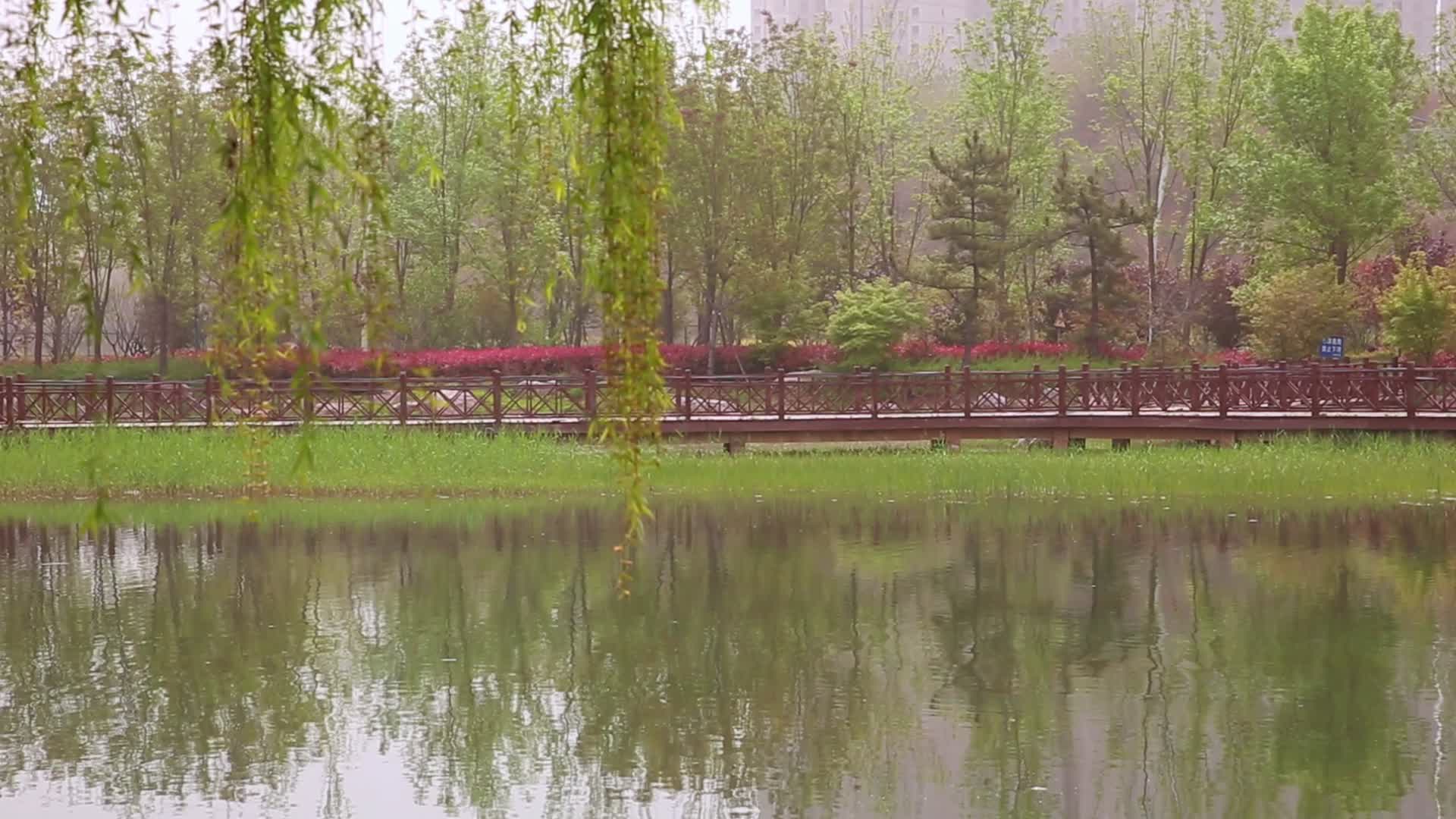 自然风景湖水树木视频的预览图