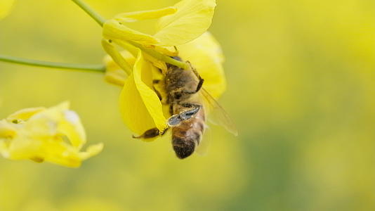 油菜花蜜蜂采蜜4K实拍镜头视频的预览图