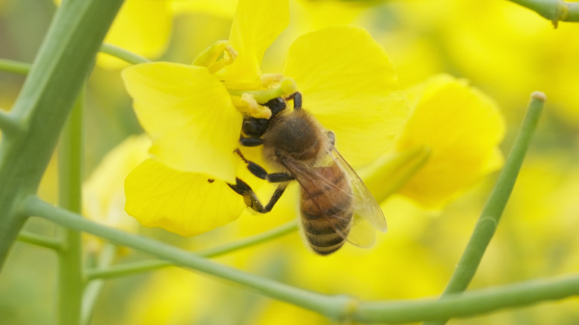 油菜花蜜蜂采蜜4K实拍镜头视频的预览图