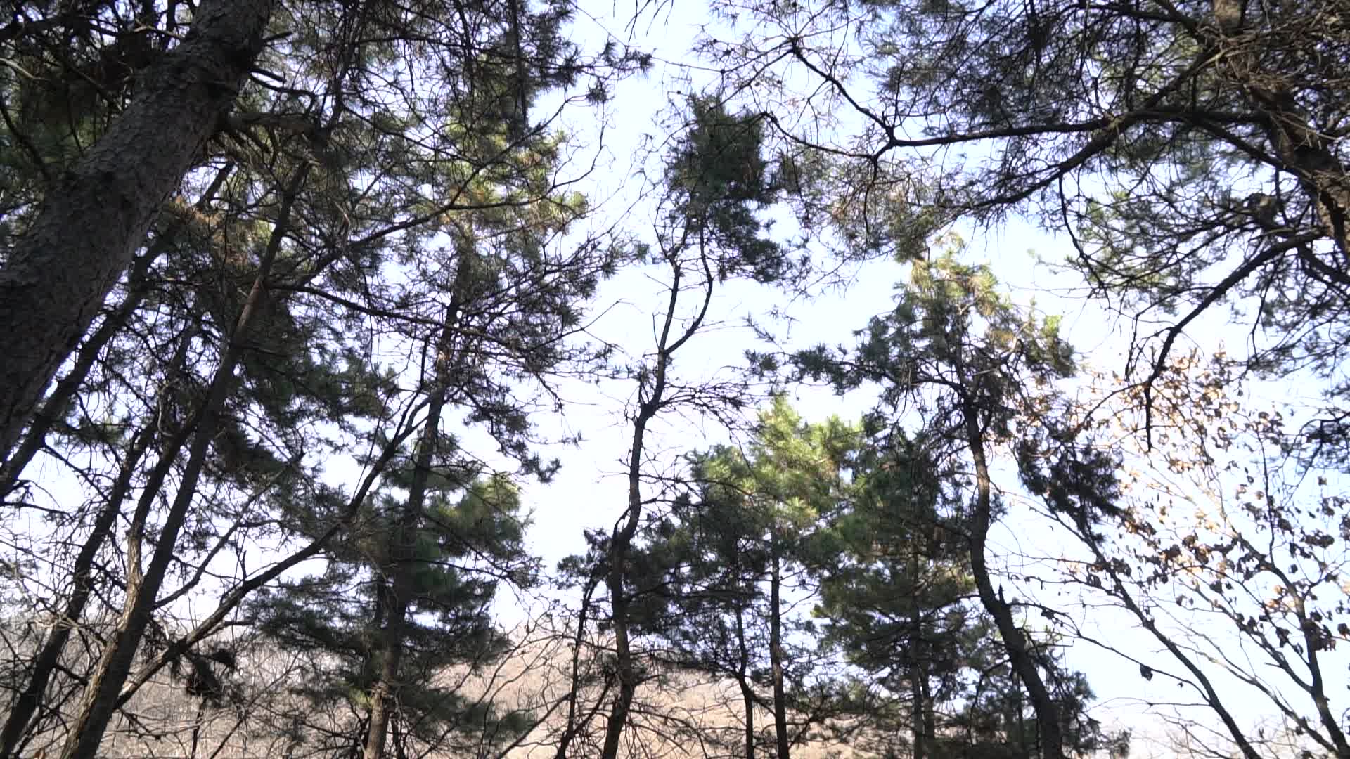 树林树枝视频的预览图