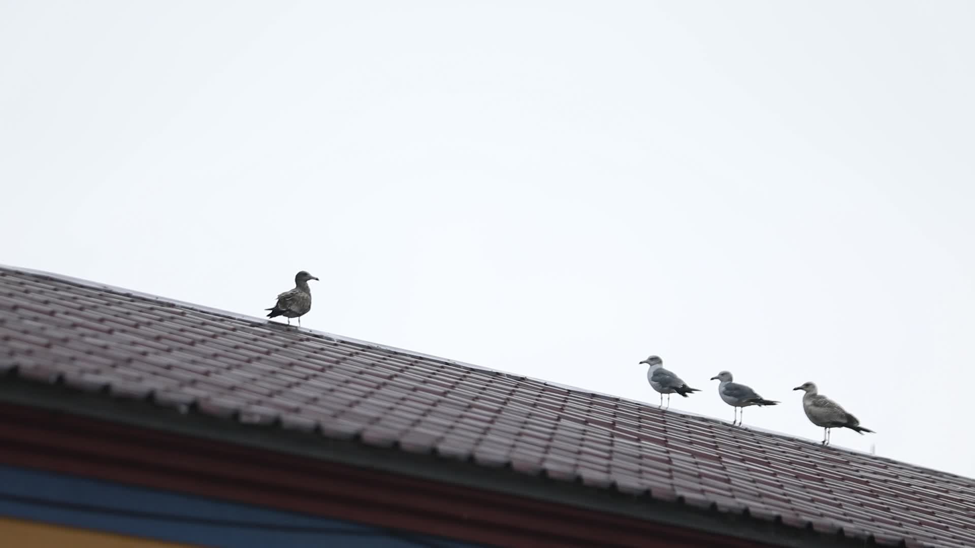 鸟儿在屋顶上视频的预览图