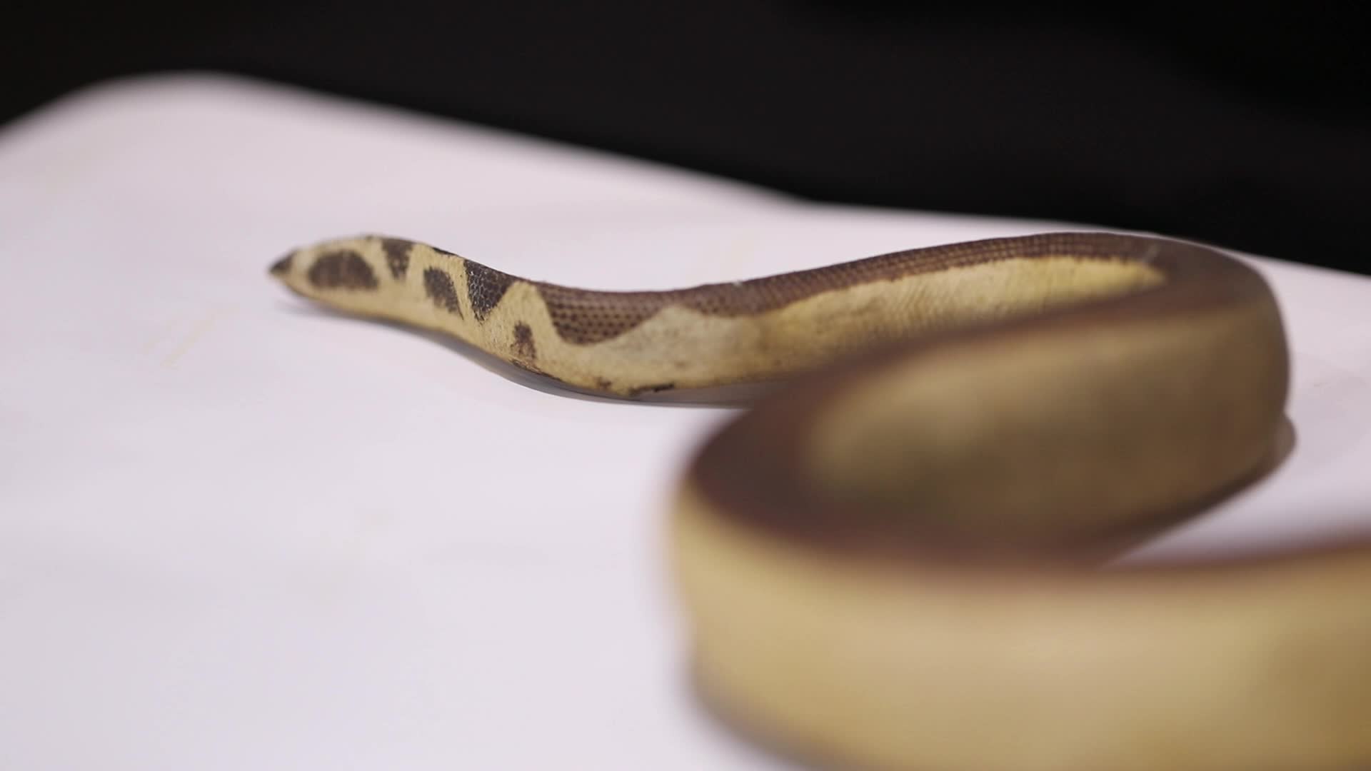 蛇类模型视频的预览图
