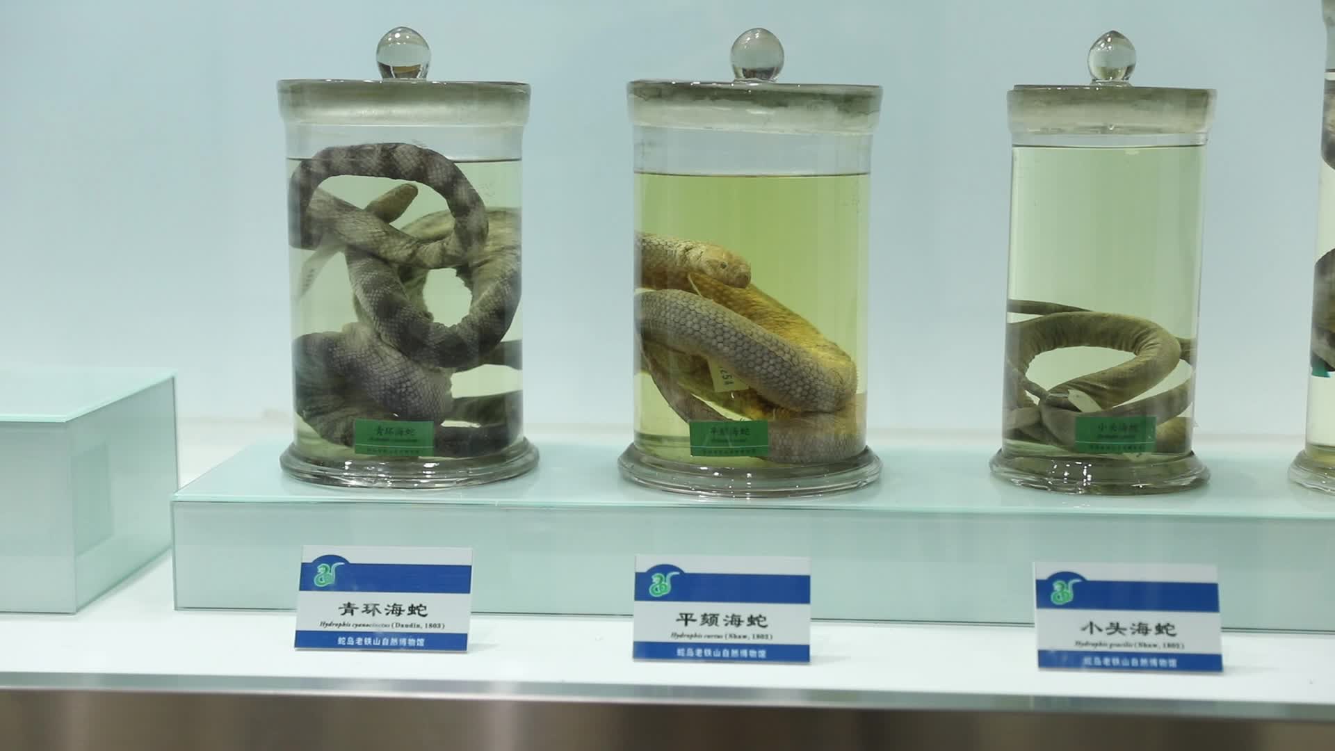 大连蛇岛自然博物馆内蛇标本视频的预览图