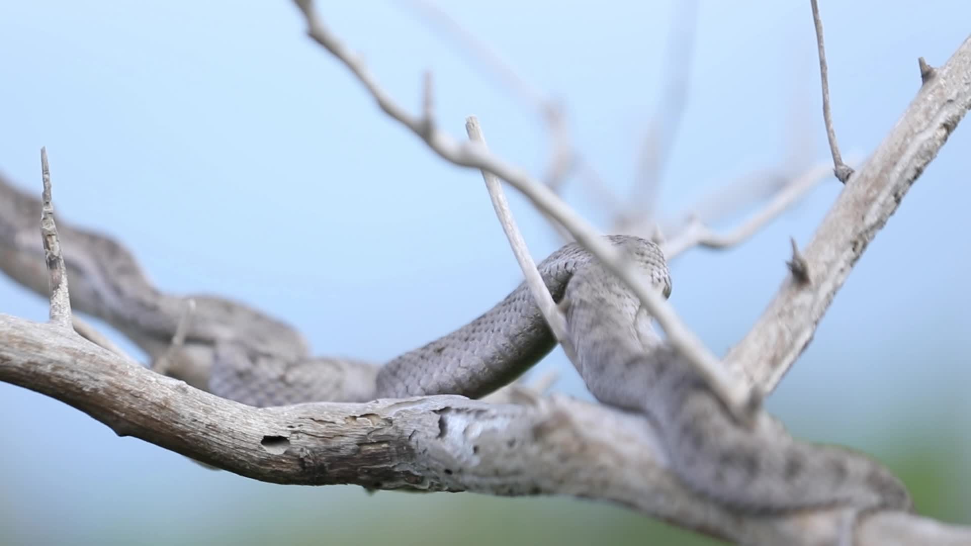 蝮蛇盘踞隐藏在树枝上视频的预览图